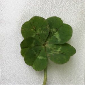 Meet your Posher, Diana